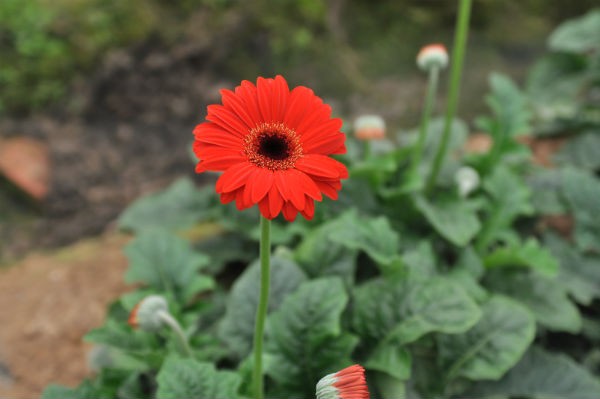 Tay Tuu flower village in Spring - ảnh 9
